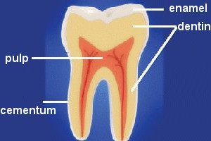 inside of a tooth