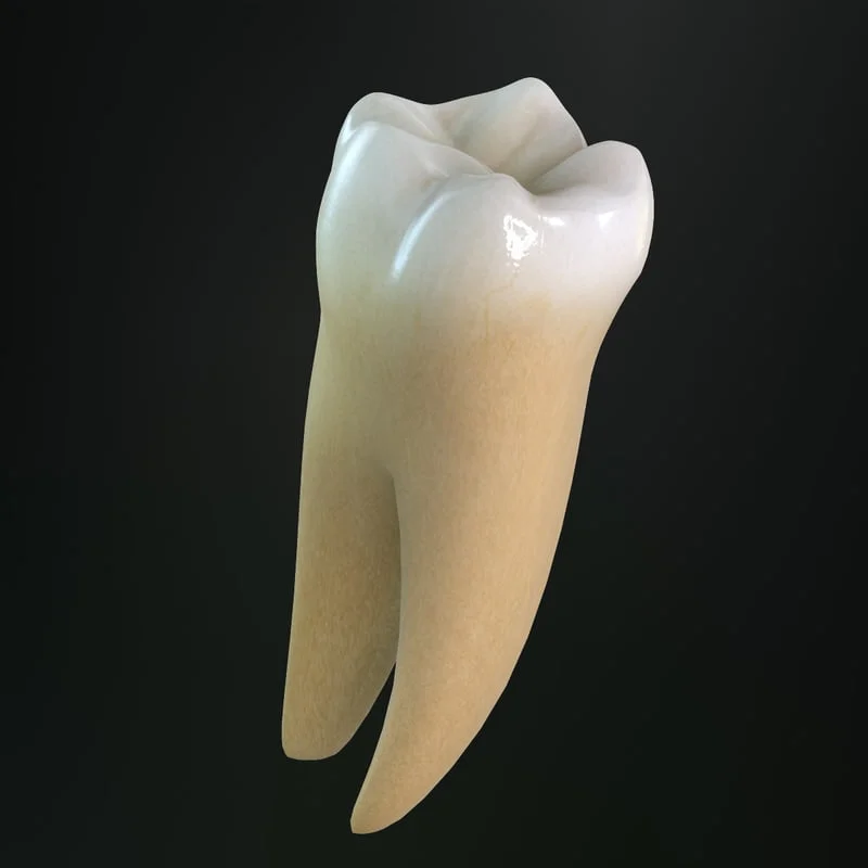 lower molar