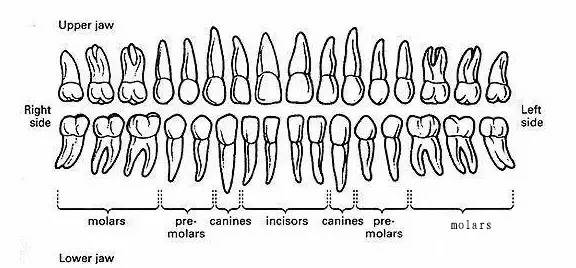Dentition And Types Of Teeth