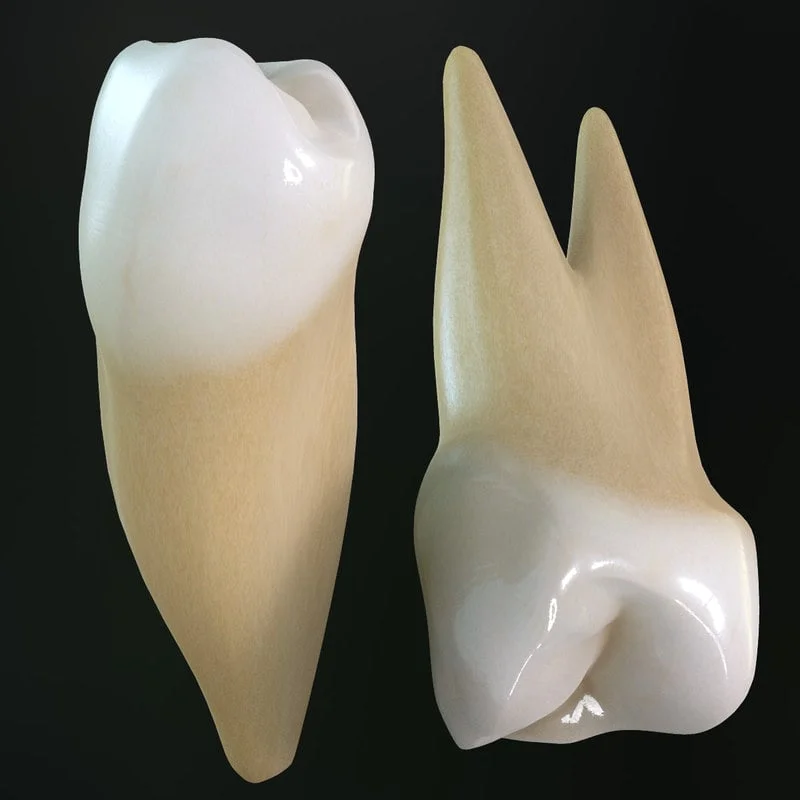 premolars