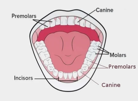 types of teeth
