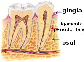 dintele : parodontiul marginal